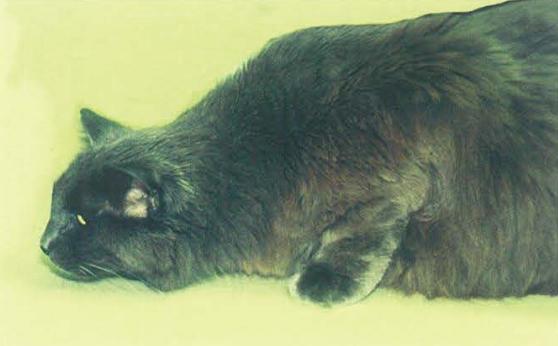 猫咪感觉像咳嗽还像哮喘咋回事,猫咪突然咳嗽像喉咙卡了东西一样