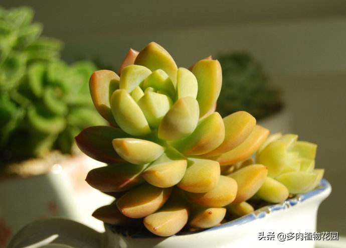 黄丽多肉植物怎么养,多肉植物黄丽养殖方法