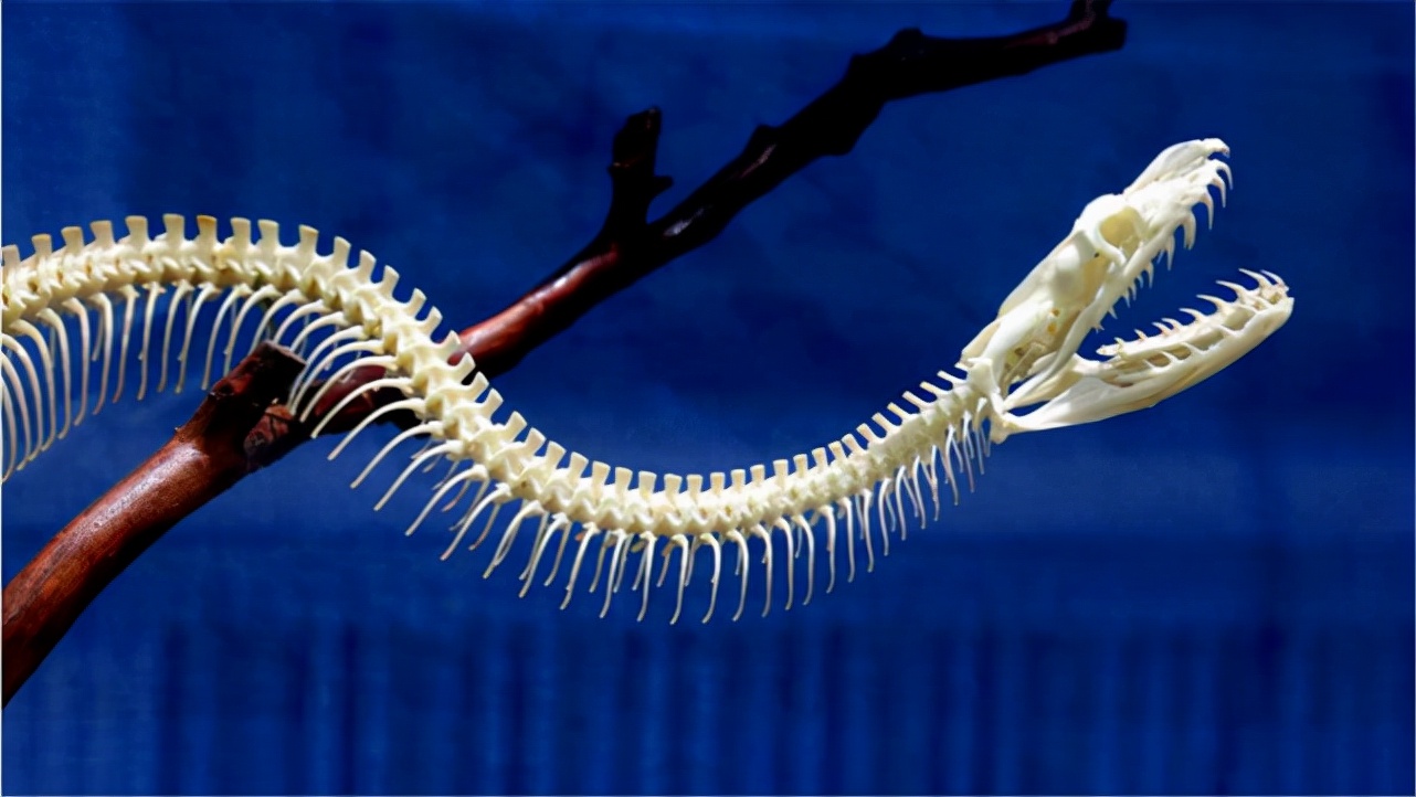 大连蛇岛20000条毒蛇吃什么,中国大连蛇岛蛇是怎么形成的