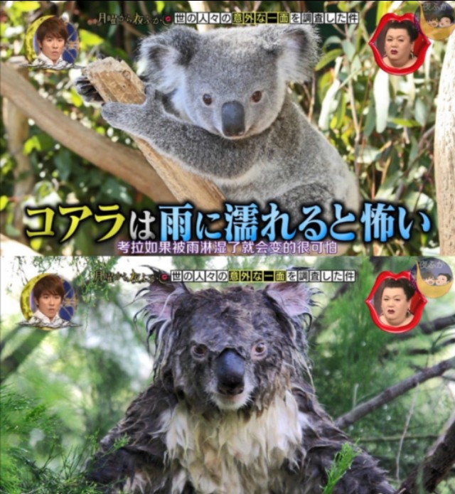 狮子和老虎谁厉害动物冷知识,动物冷知识合集