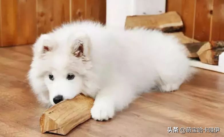 刚买回来的萨摩怎么养,养萨摩的10大禁忌