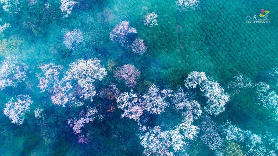 我们争分夺秒加班加点，就是为了奉上今春这第一波蒙顶皇茶！