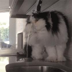 猫咪到底能不能喝矿泉水,猫咪喝自来水会结石吗