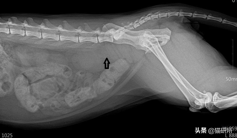 猫咪便秘快速通便10秒见效,怎么解决猫咪便秘