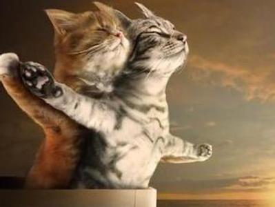 到底是养一只猫好还是养两只,养一只猫好一点还是两只猫好一点