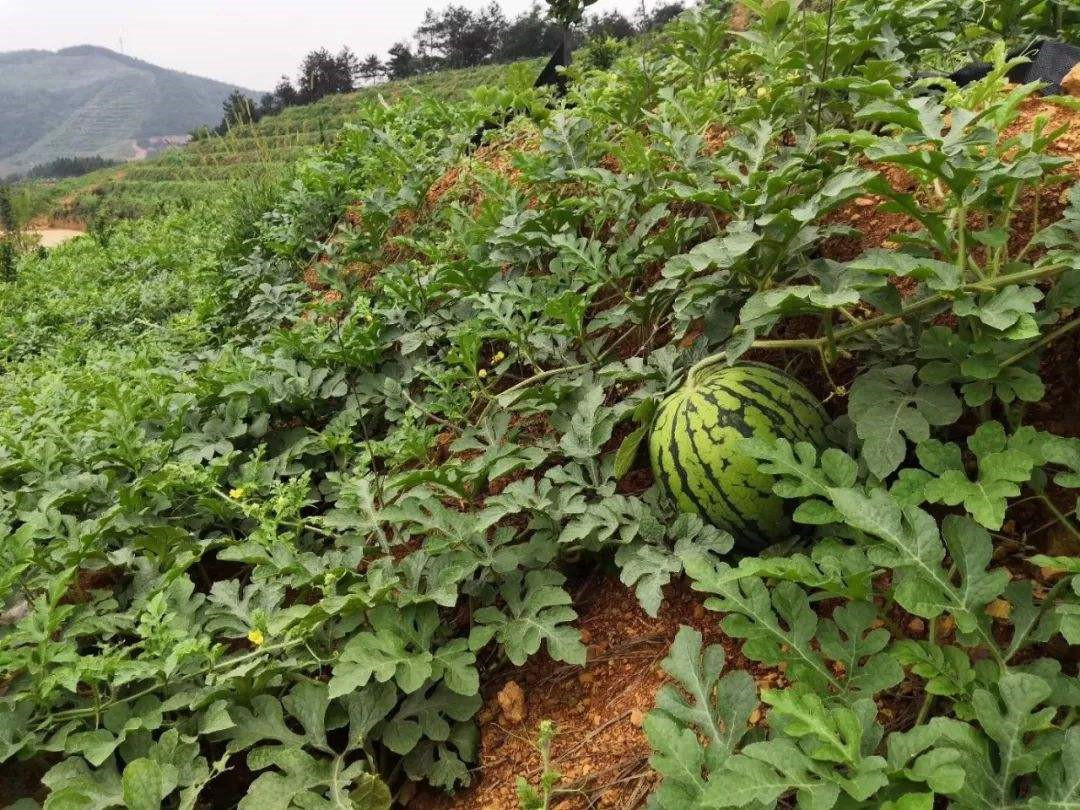 乡土散文：那些年，我是一个民师