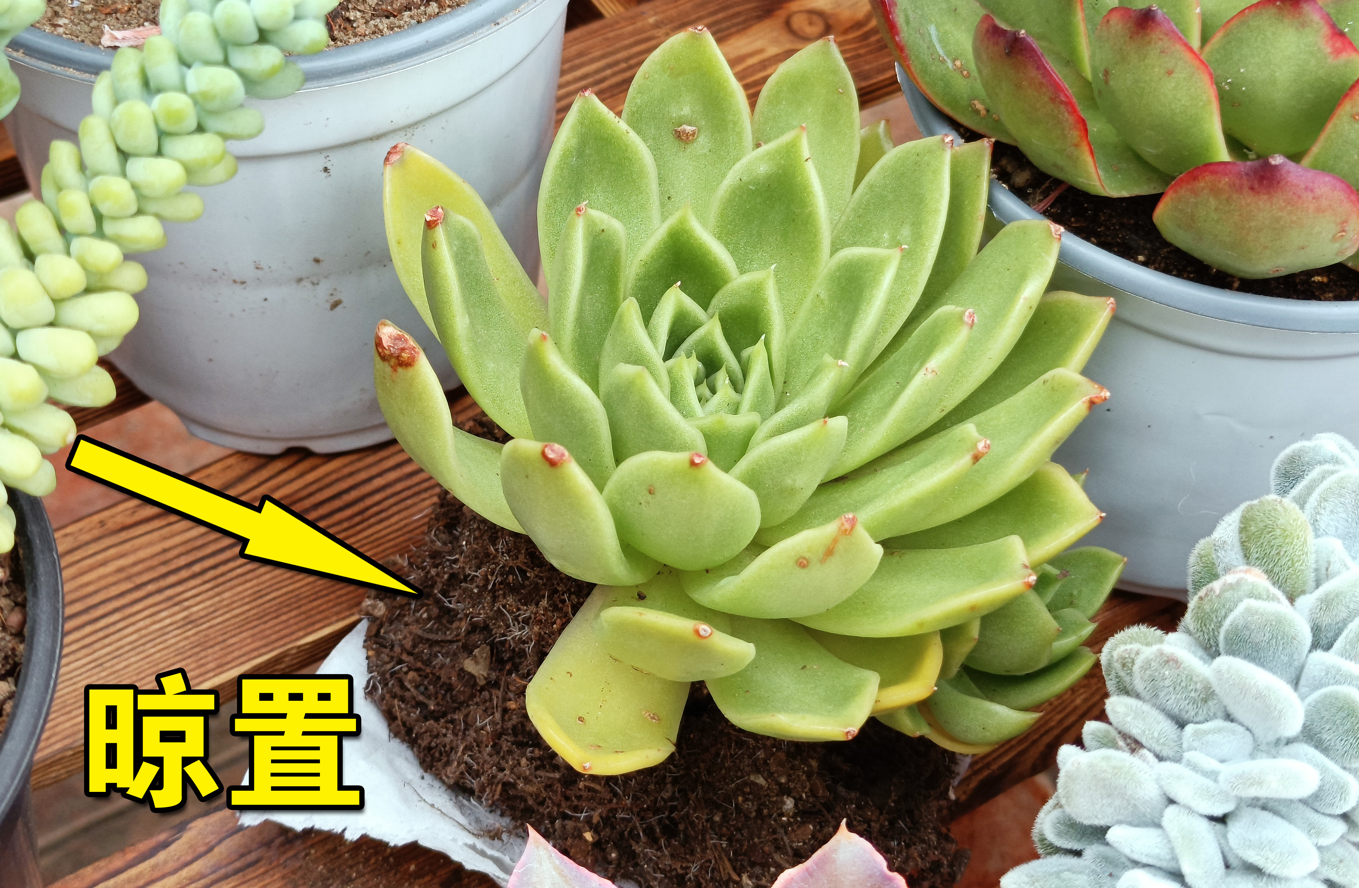 化水的多肉叶片能繁殖吗,多肉叶片化水可以用多菌灵吗