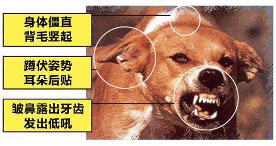 男童被大型犬抓伤,男童遭大型犬咬伤在icu抢救