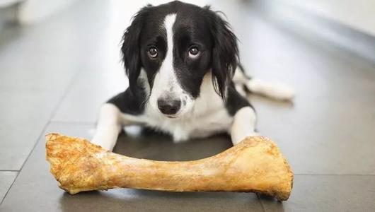 狗狗真的可以吃吗,吃骨头的狗狗