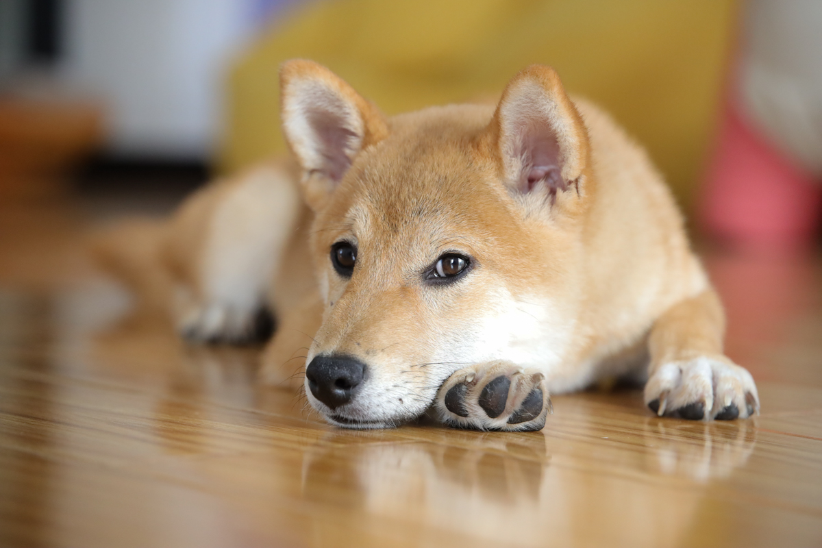 腾龙35mmf2.8手动镜头,旅拍佳能镜头推荐