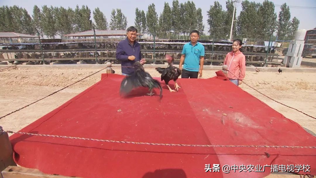 田间示范秀养鸡视频,田间示范秀节目