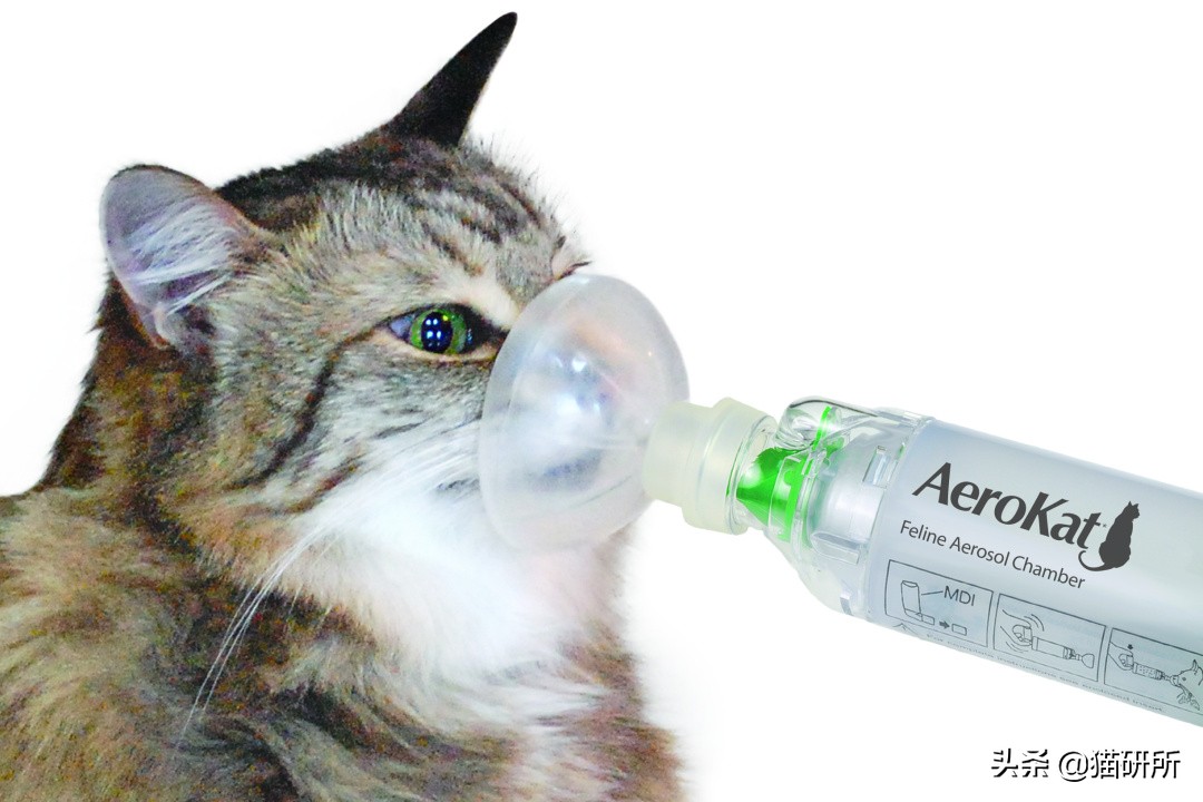 猫传腹是突发性疾病还是遗传疾病 (猫鼻支会遗传给后代吗)