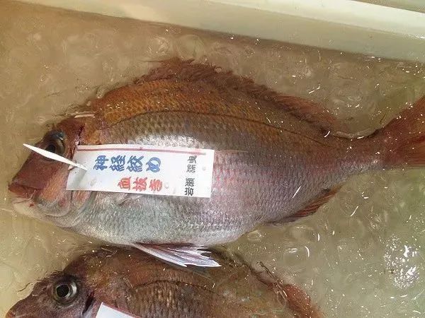 现杀鱼怎么做才好吃,怎样杀鱼才又好又快