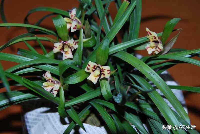 中国兰花名品录,春兰兰花名品大全