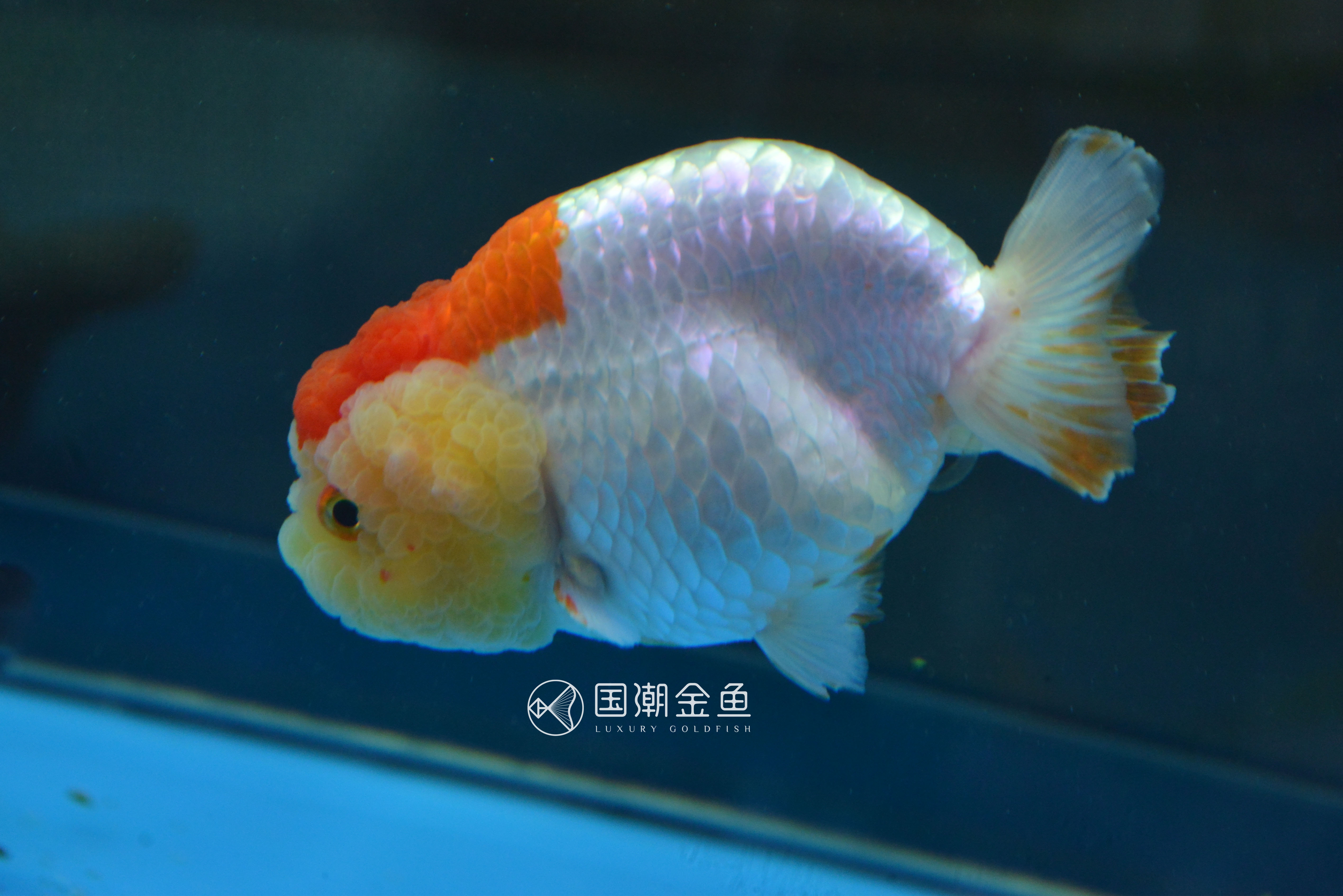 金鱼的颜色与光照的关系,什么品种的金鱼后期颜色稳定