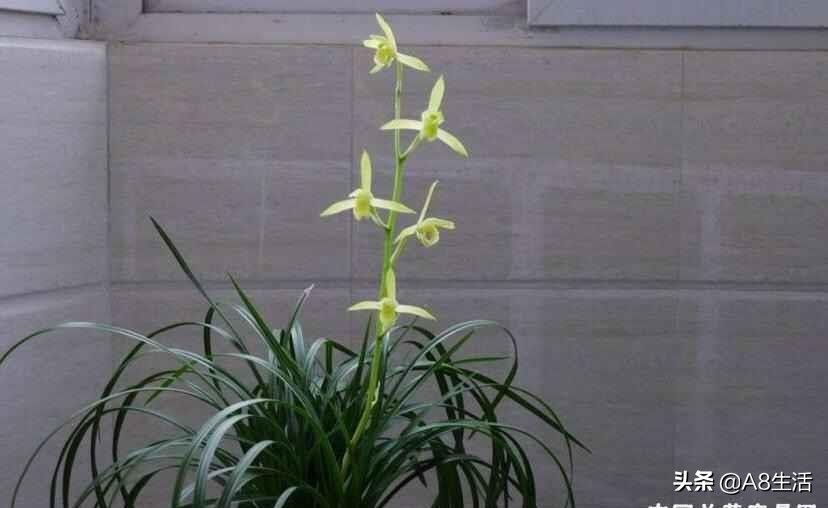 每日一品兰花价格,每日一品茶叶