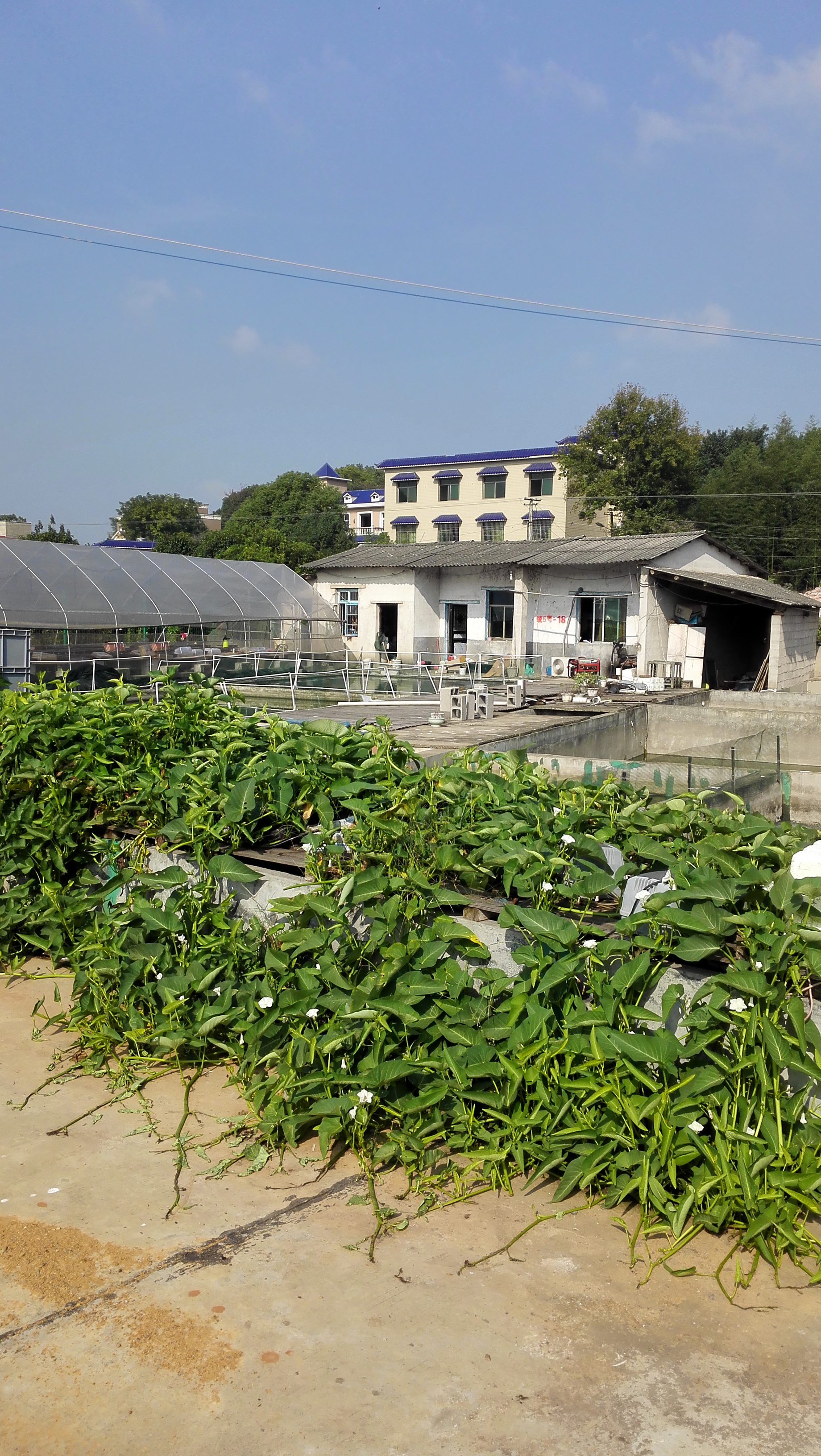 湖南最好的锦鲤养殖基地,湘潭锦鲤养殖