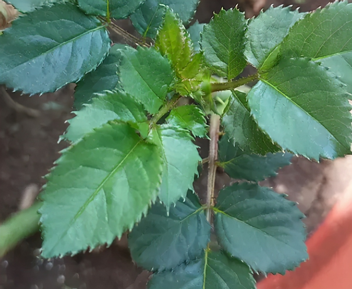 春天到了月季花咋还没开花,到了春天月季的枯叶不掉怎么办
