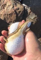 北京人盘星月,北京人盘手串文玩都喜欢什么