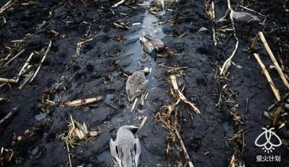 杀穿山甲时，下面会有一碗白米饭接着留下来的血|野味帝国