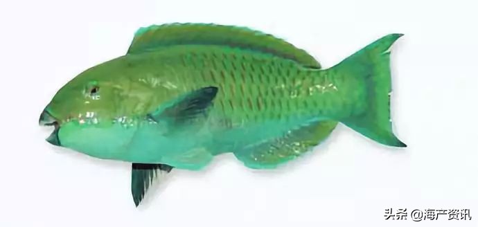 40种常见淡水鱼,45种常见海鱼名称