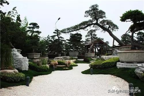 盆景修剪的八个常识,新手直播盆景入门基本知识