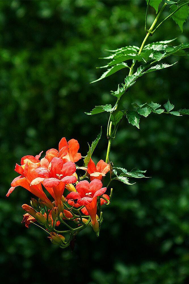 多花些时间养养它吧，花香满屋飘，补水就能开爆