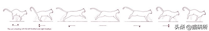 猫步怎么走八字步,猫步的基本动作图片