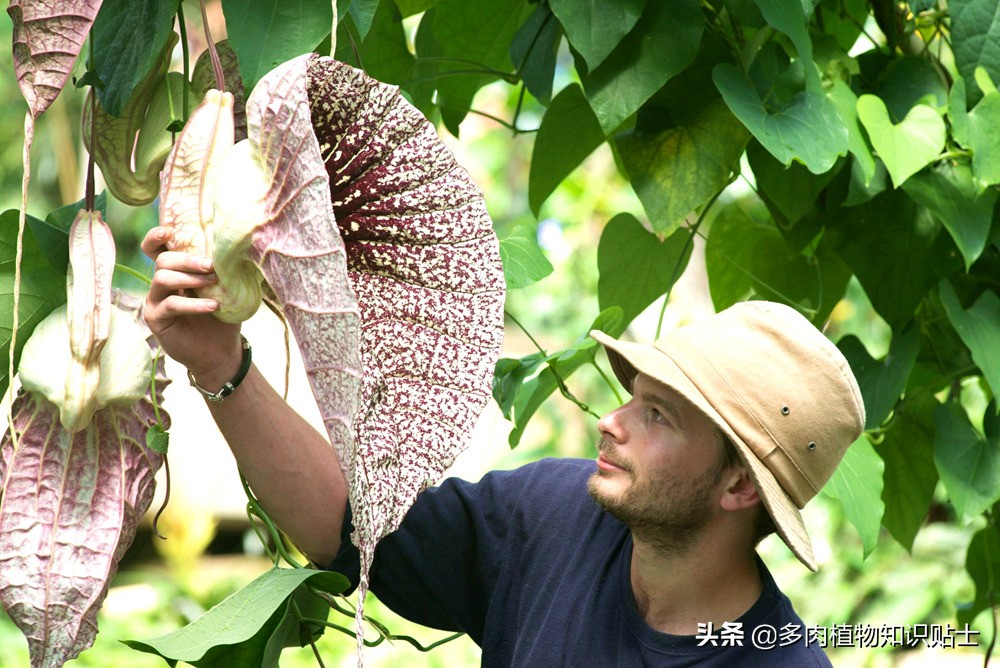 巨花马兜铃怎么繁育,巨花马兜铃图片大全