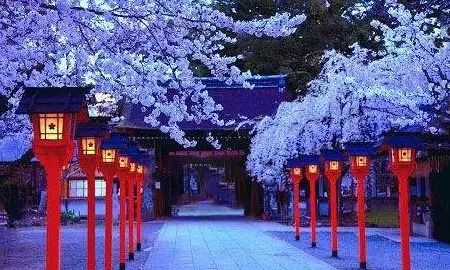 日本樱花伞价格,日本樱花限定多少钱