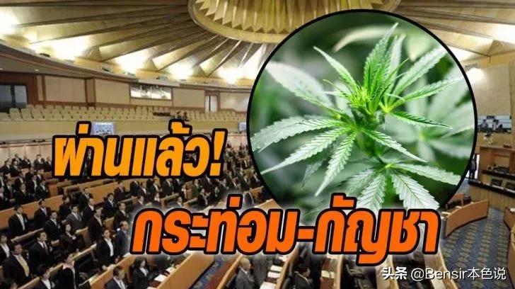 泰国大麻合法化回国要尿检吗,泰国现在大麻合法化旅游安全吗