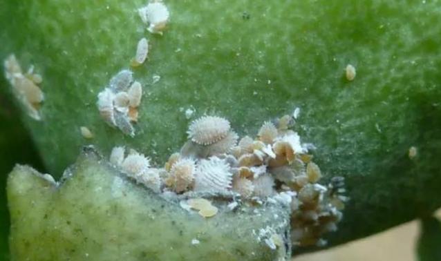 家里常用杀蚧壳虫的方法,如何去除花上的蚧壳虫