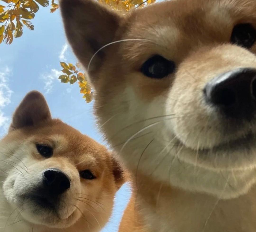 柴犬幼犬玩起来特别爱咬人怎么办,柴犬一个月爱张嘴咬人打了还更凶