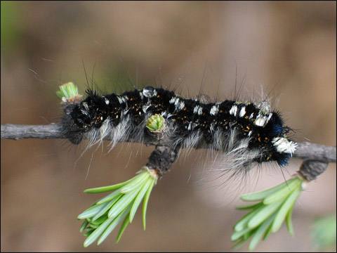 常见害虫识别图片,常见害虫幼虫