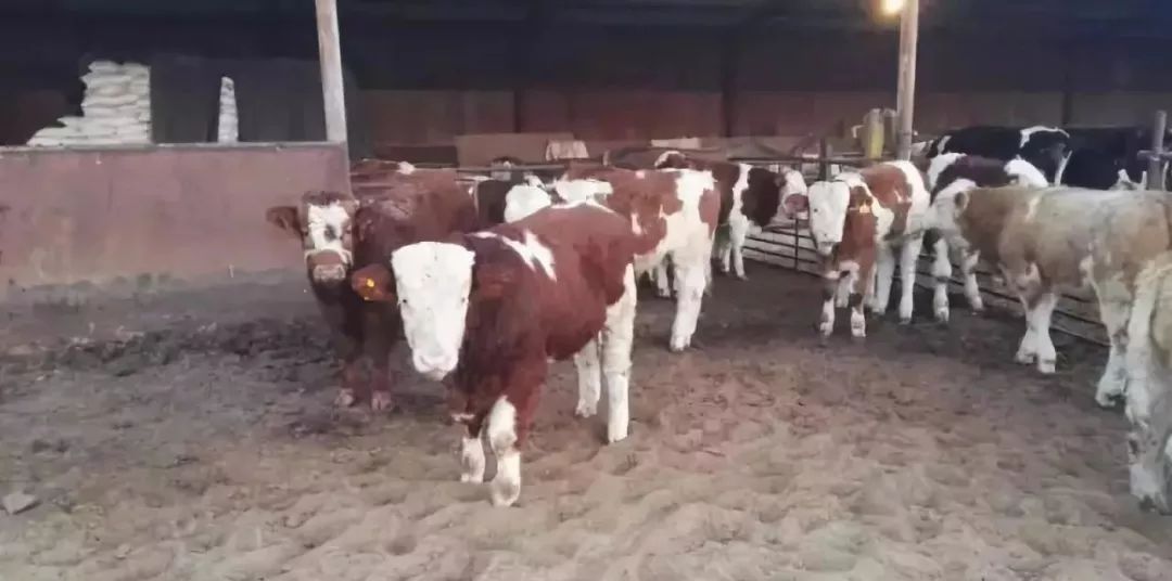 牛打了布病疫苗还能检测出布病吗,牛打了预防针过后怎么发抖呢