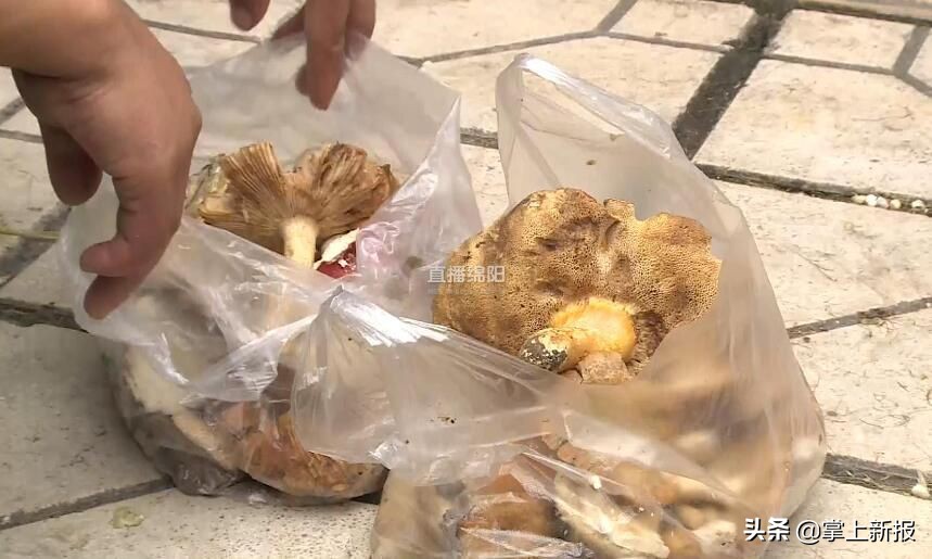 野生毒蘑菇销毁,野生蘑菇当地市场监管部门销毁
