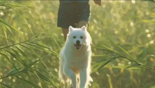 狗狗走丢了可以报警吗,狗狗走丢了会自己回来吗