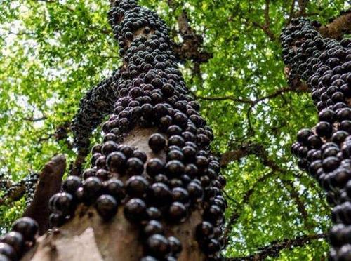 各种没见过的热带水果,常见的热带水果有哪些