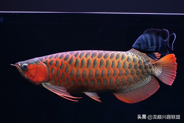 新生开学“三大件”又变了？养鱼还是“老三样”管用