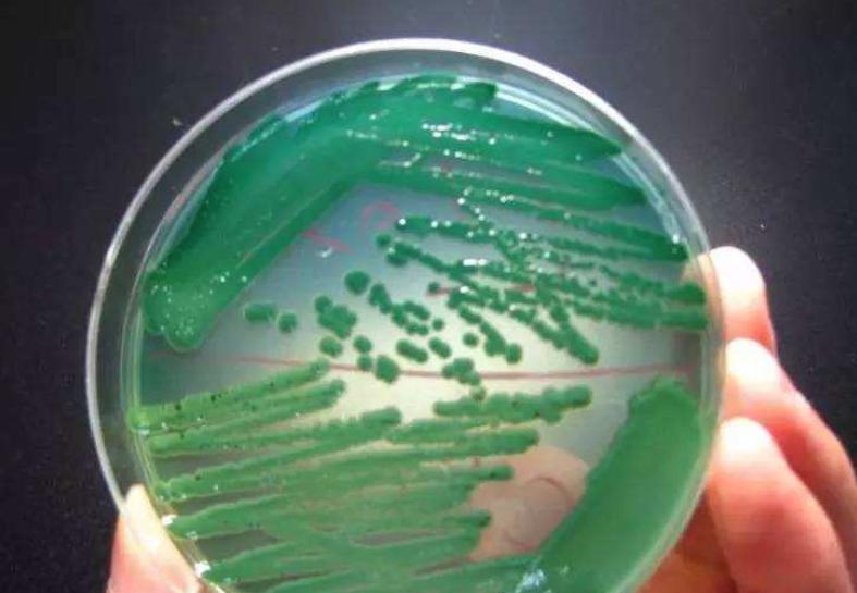 南美虾空肠空胃怎么解决,虾空肠空胃死亡原因