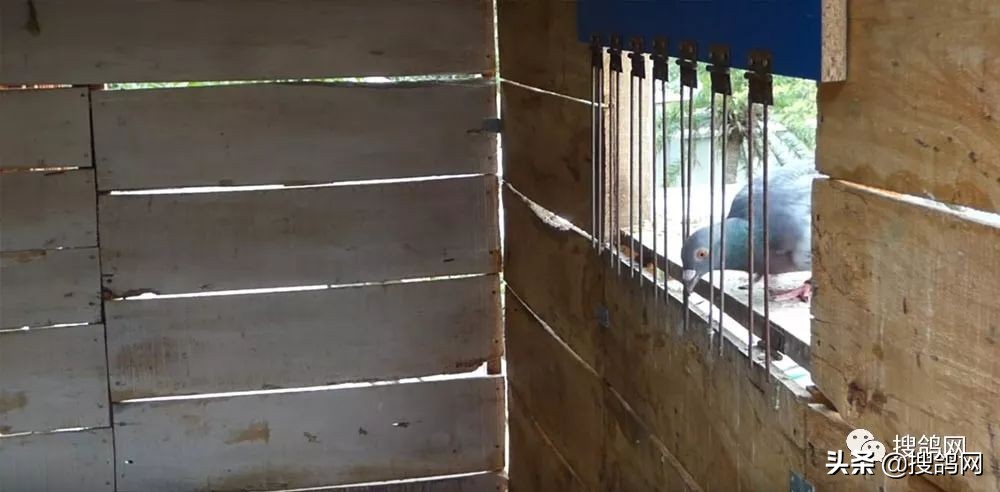 赛前操鸽悠着点