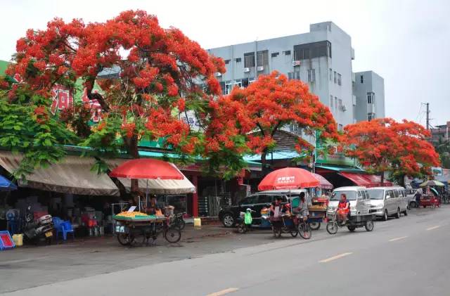 毕业季的凤凰花和栀子花,毕业季凤凰花开的时候