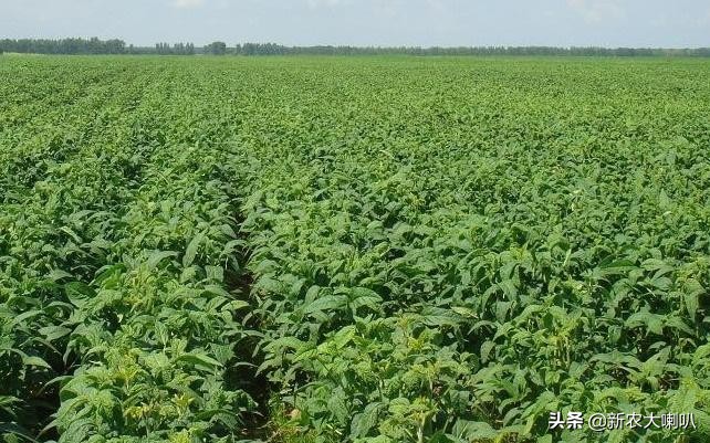毛豆打什么药才能使豆荚饱满,大豆不饱满怎么防治