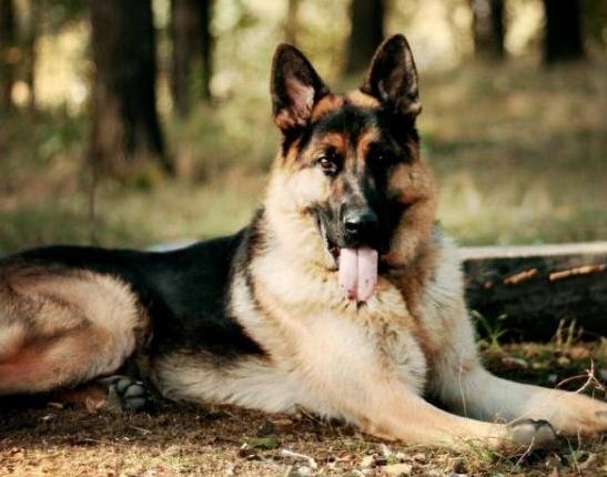 养牧羊犬最怕什么,养马犬好还是养德国牧羊犬好