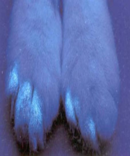 毛真菌感染治疗方法,毛孩子反复感冒怎么办