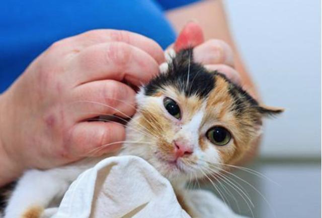 猫咪洗澡耳朵进水怎么办,猫咪洗澡耳朵进水发炎感染