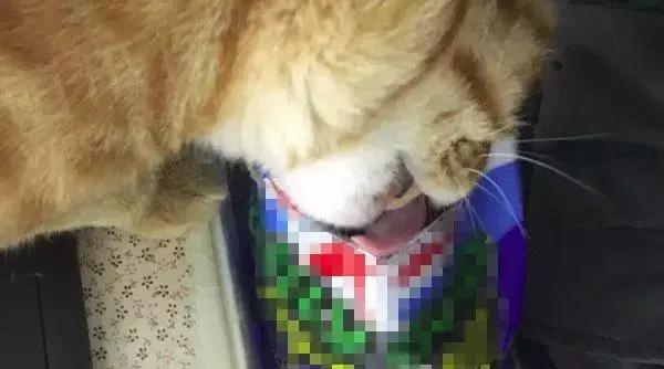 猫咪为啥喜欢玩袋子 (为什么猫咪喜欢吃塑料袋)