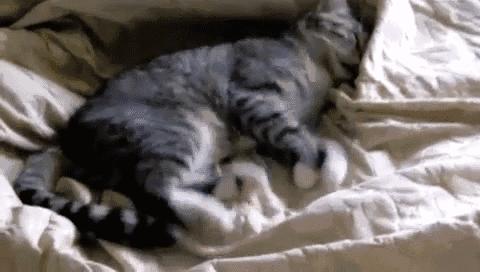 猫咪原来也会做梦,猫会做梦梦到主人吗