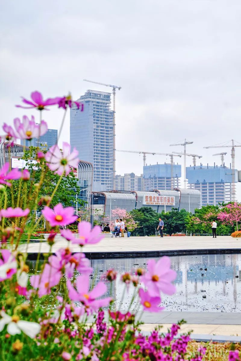 龙华新公园在哪里,深圳龙华区免费的公园