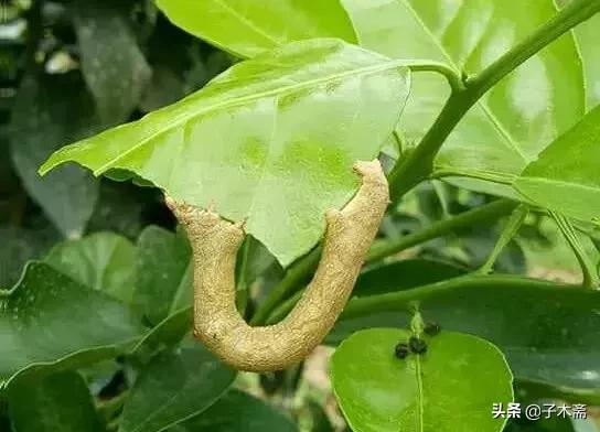柑橘大实蝇和柑橘小实蝇常规虫害,柑橘虫害高清图谱及防治方法